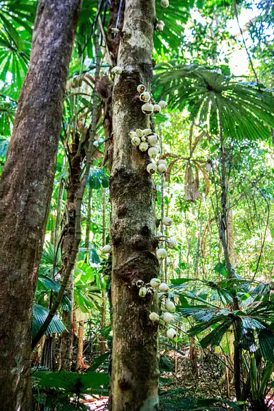 Daintree Rainforest Canopy by DavidParkerPhotography