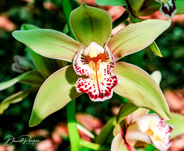 Orchid by DavidParkerPhotography