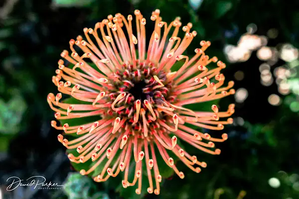 Silver Edged Pin Cushion Protea by DavidParkerPhotography