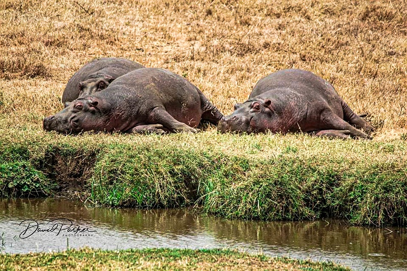Hippos sunbaking