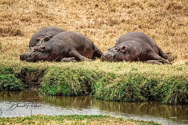 Hippos sunbaking by DavidParkerPhotography