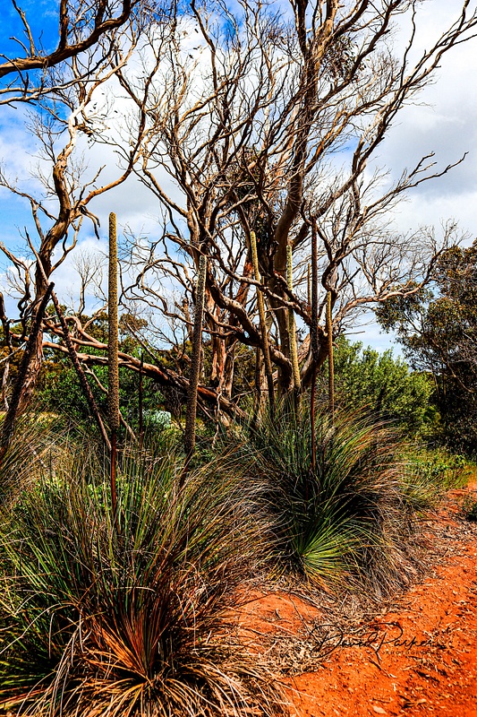 Blackboy Grass (Xanthorrhoea Australis) - Fleurieu Peninsula