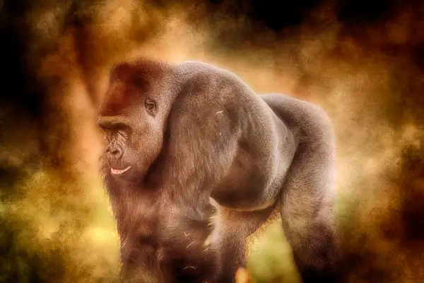 Gorilla by ASNImages