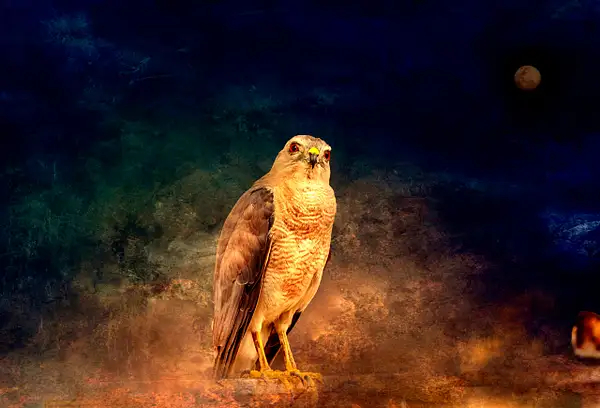 Falcon_on_a_Night by ASNImages