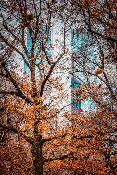2018_011 - Behind The Trees - NewYork by ALEJANDRO DEMBO