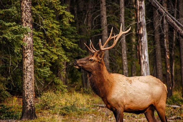 Banff, AB - Wildlife - Alain Gagnon Photography  