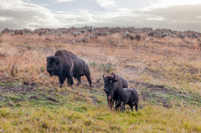 Bisons, Yellowstone, WY