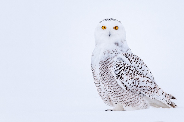 Snowy Owl - Wildlife - Alain Gagnon 