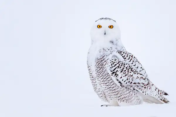 Snowy Owl by AlainGagnon