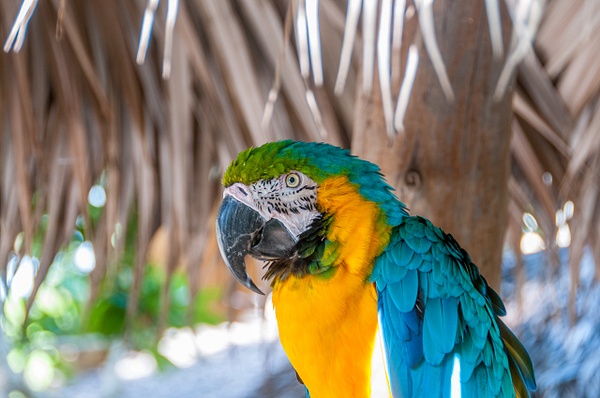 Nassau, Bahamas - Wildlife - Alain Gagnon