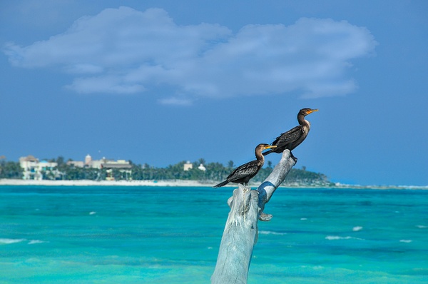 Mexico, Cancun - Wildlife - Alain Gagnon 