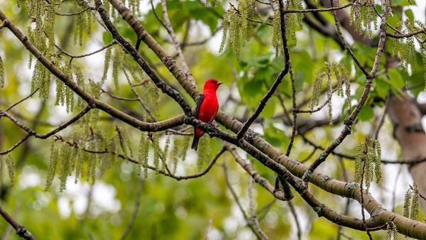 Scarlet Tanager, Ontario - Wildlife - Alain Gagnon 