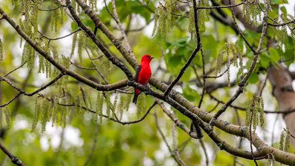 Scarlet Tanager, Ontario by AlainGagnon