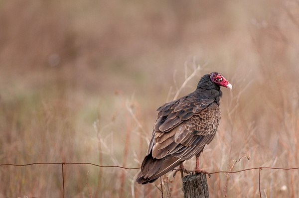 Turkey Vulture, Ottawa - Wildlife - Alain Gagnon Photography  