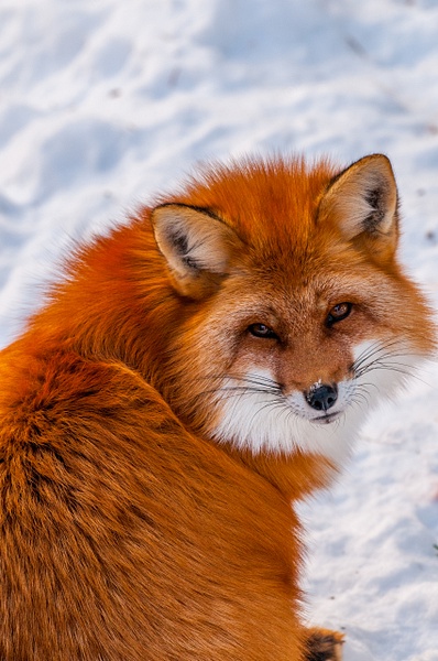 Fox - Ripon, QC - Wildlife - Alain Gagnon Photography  