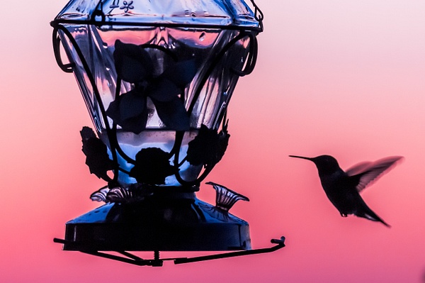 Hummingbird - Wildlife - Alain Gagnon