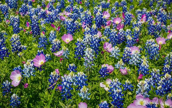 Bluebonnets - John Roberts - Clicking With Nature®