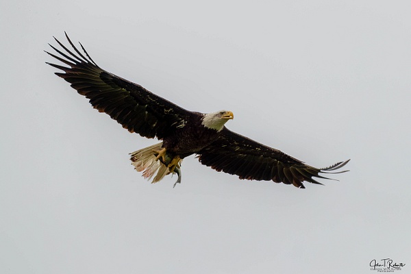 White Rock Eagles--4 - John Roberts - Clicking With Nature®