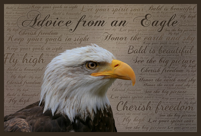 Advice from an Eagle_IMG_2236_final_16x24_with border