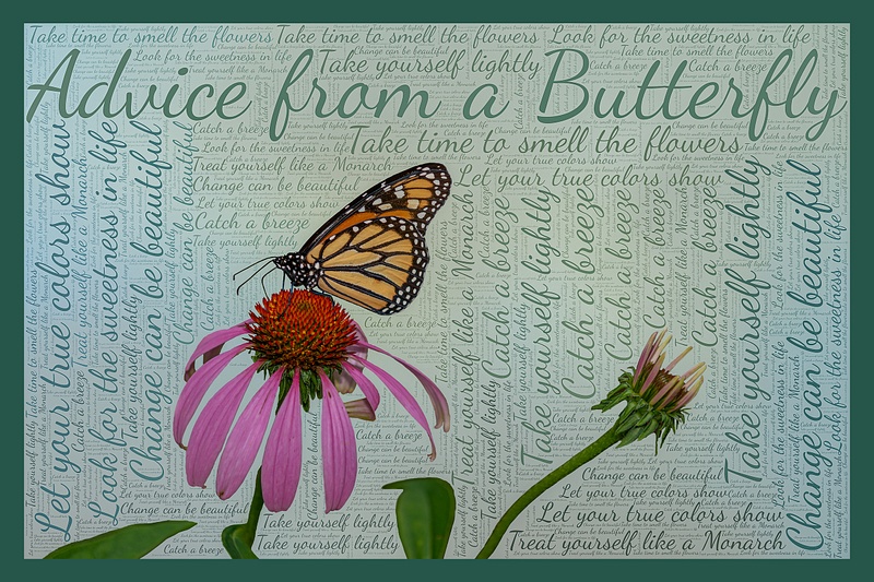 advice from a butterfly _with border