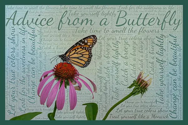 advice from a butterfly _with border by John Roberts
