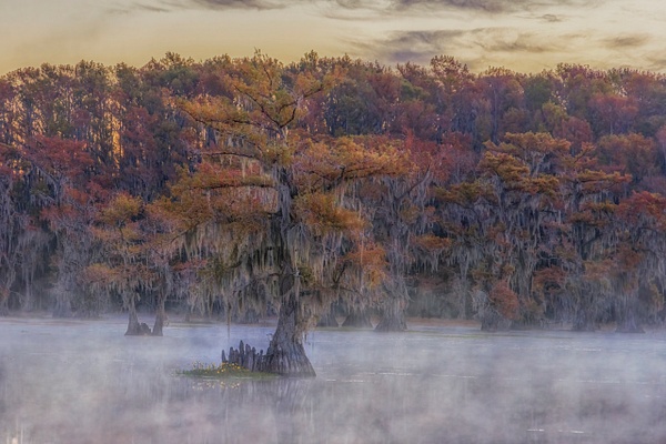 Cypress Tree Foggy Morning - John Roberts - Clicking With Nature®