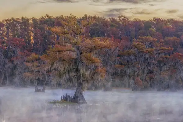 Cypress Tree Foggy Morning by John Roberts