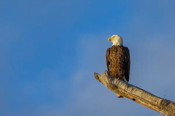 eagle on tree limb by John Roberts