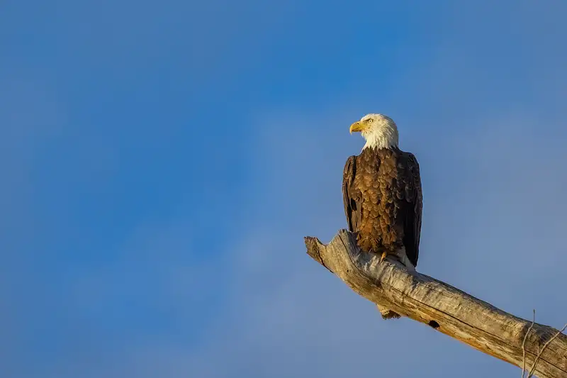 eagle on tree limb