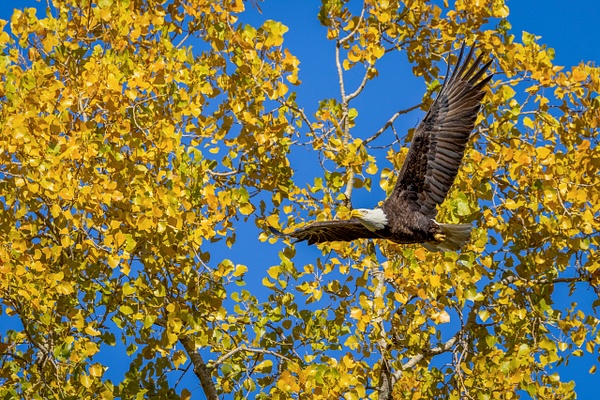 Eagle flying by Autumn tree - John Roberts - Clicking With Nature®