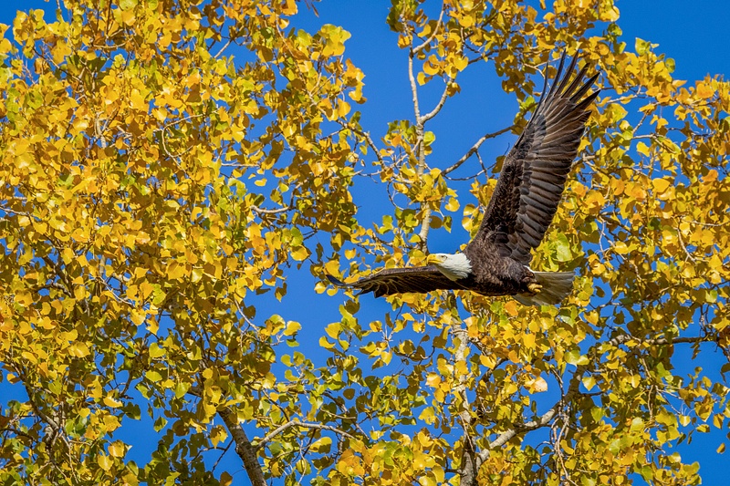 Eagle flying by Autumn tree