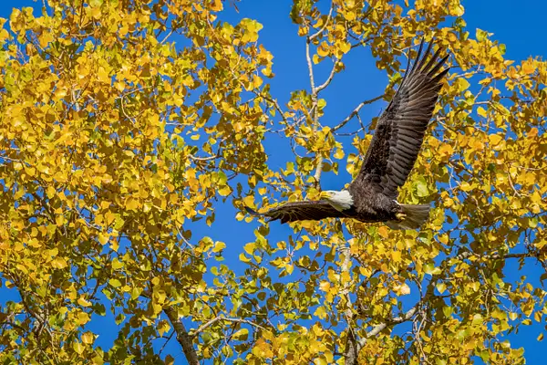 Eagle flying by Autumn tree by John Roberts