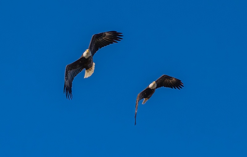 Eagles flying in tandem