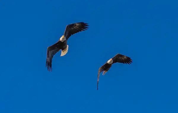 Eagles flying in tandem by John Roberts