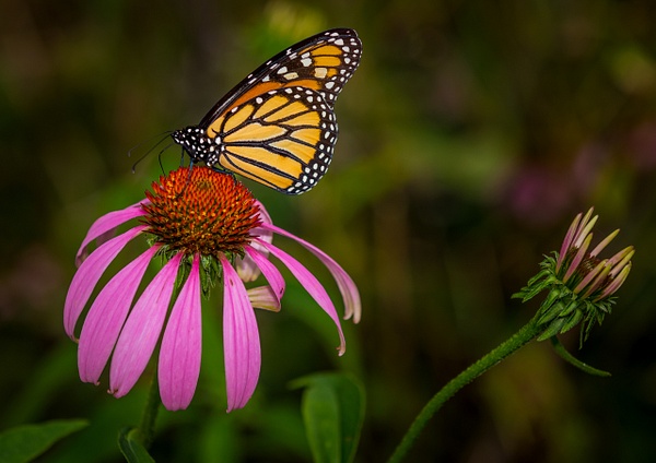 Butterfly on Cone Flower - Clicking with Nature Photography