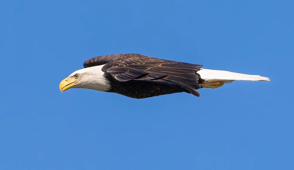 Freedom Missile