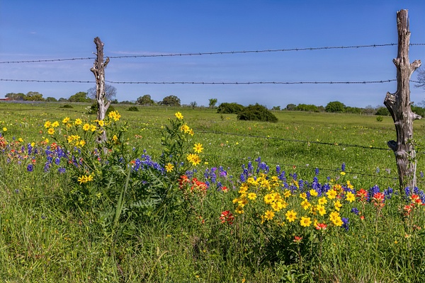 Wildflowers and fence posts_MG_0203 - John Roberts - Clicking With Nature®