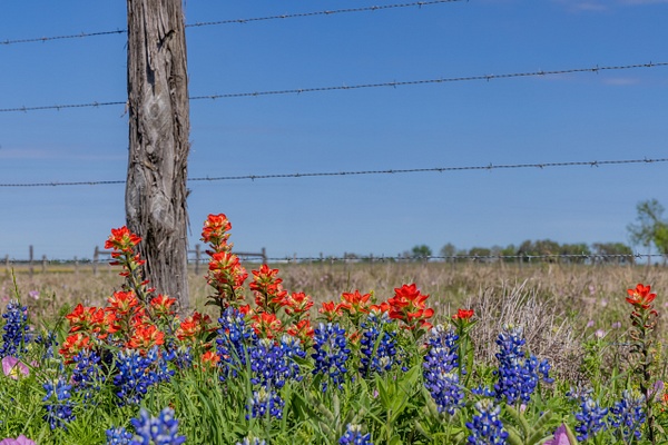 Blues &amp; Reds with Fence Post_MG_0293 - John Roberts - Clicking With Nature®