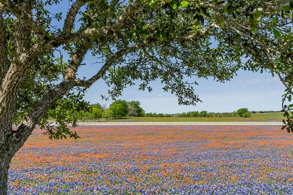 Bluebonnet field under a tree_MG_0350 - John Roberts - Clicking With Nature® 