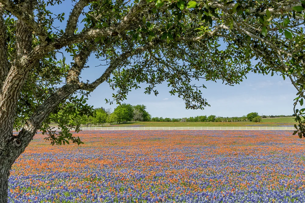 Bluebonnet field under a tree_MG_0350