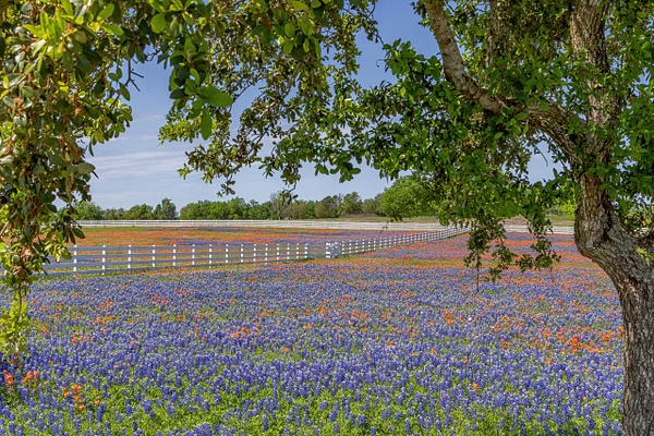 Bluebonnet field under a tree 3_MG_0461 - John Roberts - Clicking With Nature® 