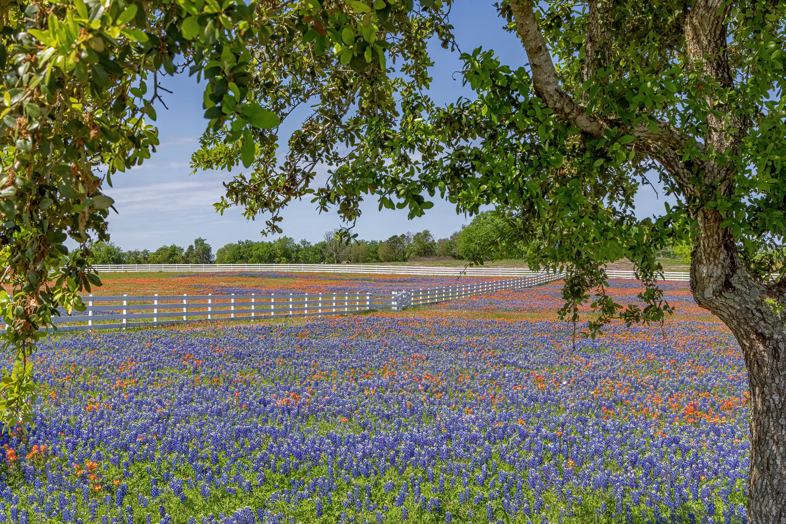 Bluebonnet field under a tree 3_MG_0461