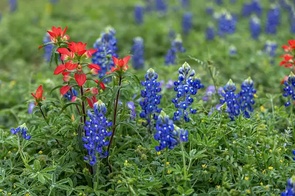 Red & Blue Paintbrush and Bluebonnets by John Roberts