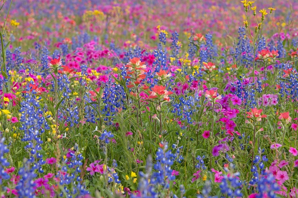 Colorful Wildflowers - John Roberts - Clicking With Nature®