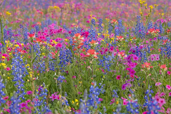 Colorful Wildflowers by John Roberts