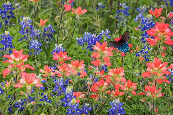 Butterfly &amp; Wildflowers - John Roberts - Clicking With Nature®