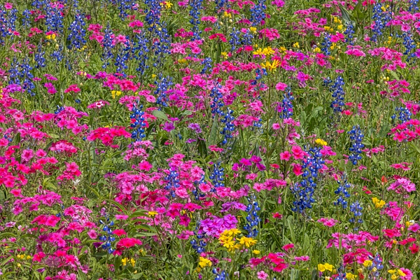 Field of Colors - John Roberts - Clicking With Nature®