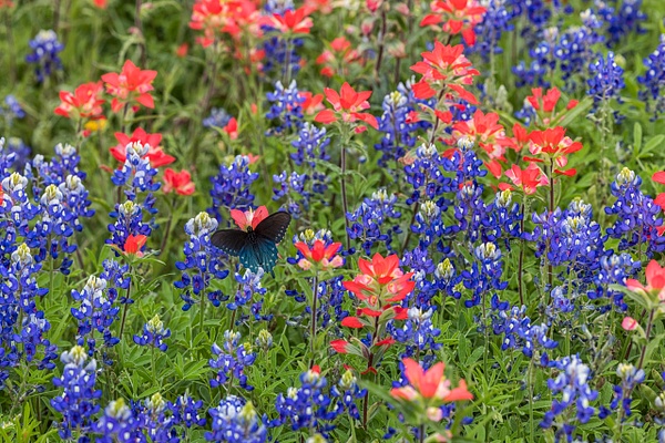 Butterfly &amp; Wildflowers - John Roberts - Clicking With Nature® 