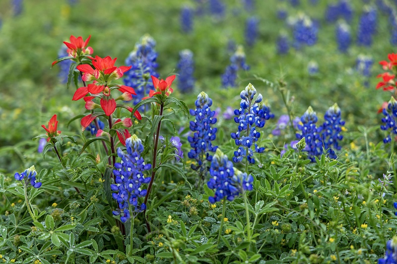 Red & Blue Paintbrush and Bluebonnets
