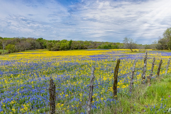 Blue &amp; Yellow field - John Roberts - Clicking With Nature® 